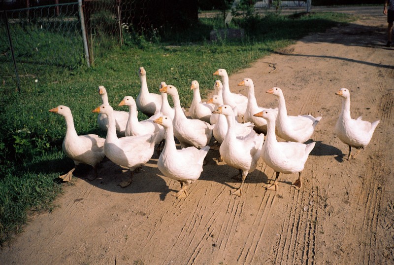 стая белых гусей бегут мимо фотографа по сельской дороге
